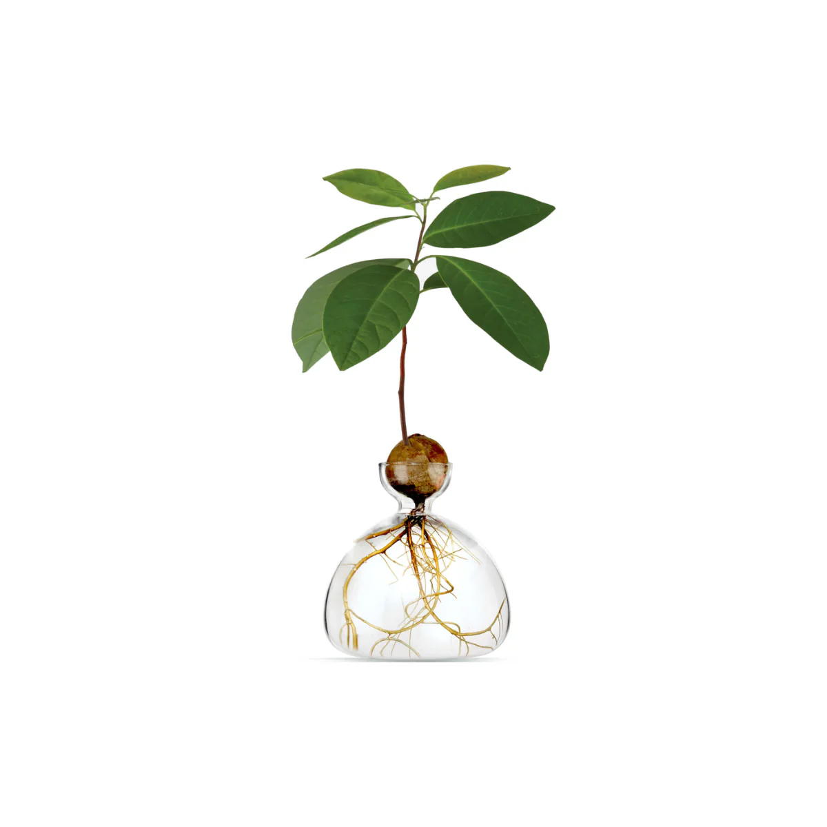Vase en verre pour gland Transparent